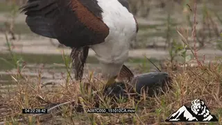 Fish eagle feeding on a fish MS