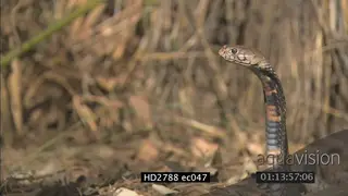 Mozambique Spitting Cobra laying on bushveld moving and being aggressive MS ZI MCU PAN
