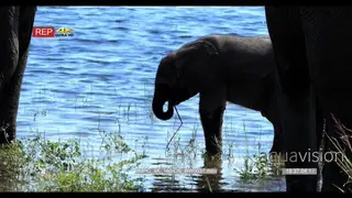 African Elephant Bulls [2] drinking water with the calf feeding on long grass in the.
