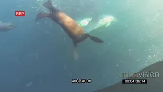 Cape fur Seals Common Dolphins circling around feeding on Sardine baitball near camera as.
