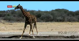 Giraffe drinking water