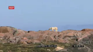 Polar bear with moulting fur walking scouting around over boulders