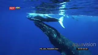 Humpback whale mother touch young baby calf at surface, diver snorkeling in BG UW