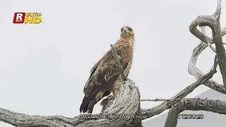 Tawny eagle on a perch and looking down and around.