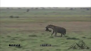 Spotted Hyena running across African wetland, past grazing Wildebeest herds; WS