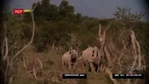 [2] Black Rhinos Standing looking Alert for Predators