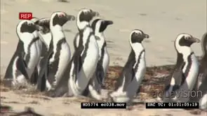 Group of Penguins walking together