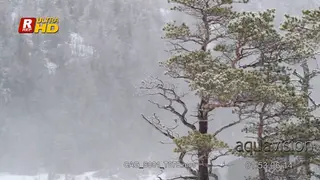 Blizzard, Snowing heavily in Coniferous forest.