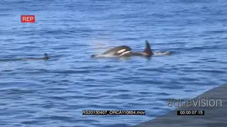 A pod of Killer Orca whales hunting HAND AmCam