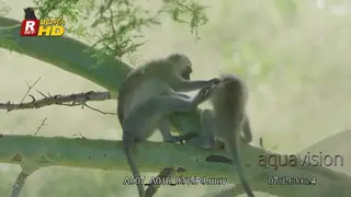 Two Vervet monkeys playing and grooming each other.