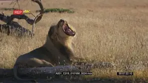 Male lion with its black mane licking its mane looking directly into camera yawning and.