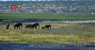 A Herd of African Elephant with calfs walking on flooded grassland and drinking water WS