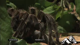 Goliath Bird-eating Spider feeding on a Pygmy Sand Mouse MCU ZO MLS