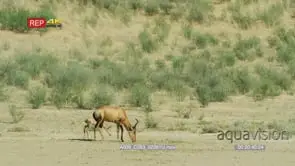 Red hartebeest with foal trying to suckle