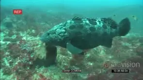 Potato bass on coral reef feeding on fish from diver, into bait, MS,MCU