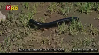 Close tracking shot of a giant african millepede walking around the green grass.