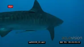 Tiger Shark with Remora Fish swimming underwater in ocean passing by a school of.
