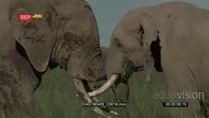 Elephants Grazing, fighting and showing affection together
