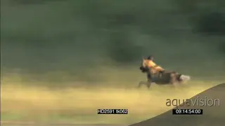 African Wild dogs hunting run across along riverbank