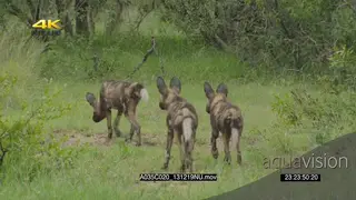 African wild dog pack hunting running interaction with African elephant aggressive mock.