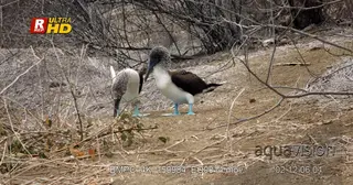 MS shot of two blue booby's facing towards camera and grazing on ground insects.
