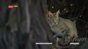 African wildcat behind trees looking around