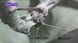 Thorny devil stick insect feeding on leave