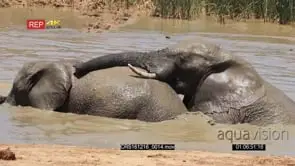 A Pair of African Elephants mud bathing mating behaviour