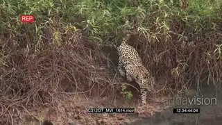 Jaguar (Panthera onca) hunting patrolling on Pantanal riverbank