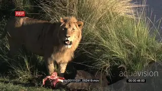 African Lion standing near a kill on riverbank looking around then walking away and.