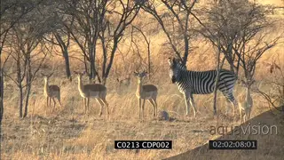 Lioness stalking, Impala and Hartebeest looking on