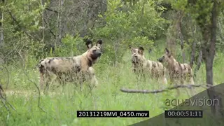 African Wild dog pack scouting patrolling around hunting GREEN MS PAN