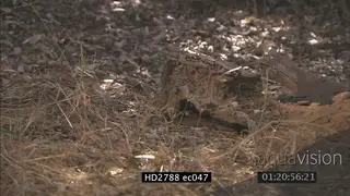 Mozambique Spitting Cobra laying on bushveld hiding under tree log and Banded Mongeese.
