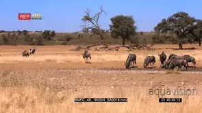 Wide pan shot of a large herd of wildebeest gemsbok in the background