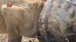 African Lioness feeding on a carcass on bushveld MCU HAND