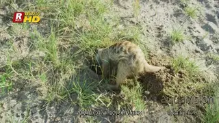 Meerkat digging a burrow with its long claws. WS.