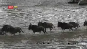 Blue wildebeest herd crossing the mara river during their annual migration