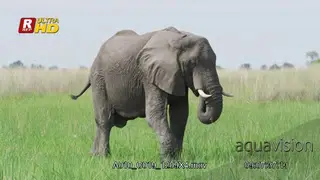 African Elephant Wide shot, walking, feeding on grass and flapping ears to cool off.