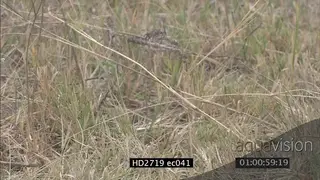 Mozambique Spitting Cobra crawling quickly through grass LS ZI MLS PAN