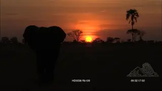 African Elephant walking past in silhouette.