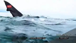 Great white shark with catch swimming close camera AW GOOD LIGHT