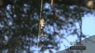 Golden Silk Orb Spider on web MS SHAKY