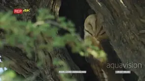 Barn owl nesting in hole in tree