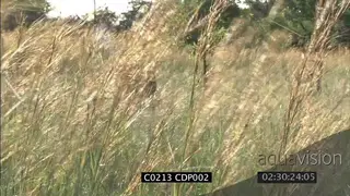 Lion pride in long dry grass in good light, hunting CU