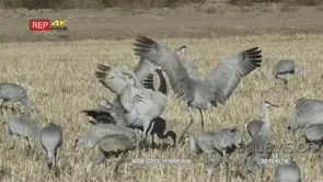 Sandhill cranes feed, calling fighting GENERAL BEHAVIOUR