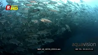 Camera passing through hundreds of bigeye trevally fish swirl in front of the camera.
