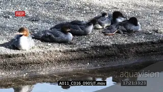 Red-breasted Mergansers laying down on riverbank preening MLS
