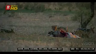 Two jackals approaching cheetah eating off springbok carcass.