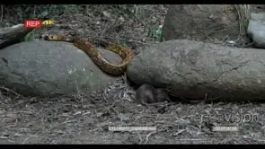 Cape cobra basking Mouse foraging day woodland 2S