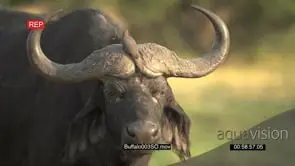 Cape buffalo bull feeding on grass with oxpecker sitting on its horns